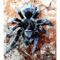Grammostola pulchra /Brazilian black 2fh  BULK 10x  